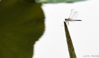 立夏荷花蜻蜓诗句 描写蜻蜓的诗句